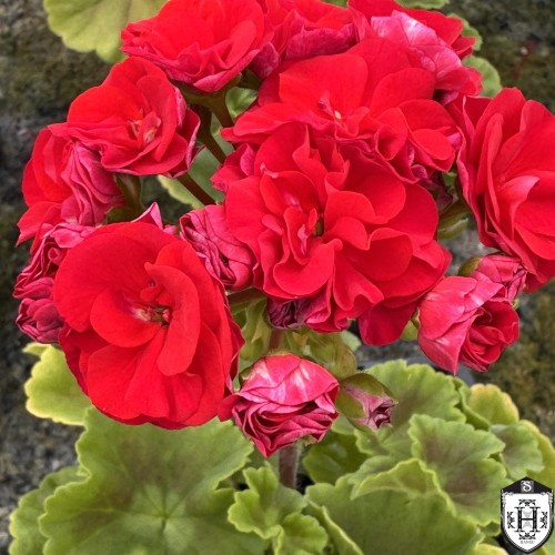 Pelargonium 'IV-Koroleva Birmi' - Pelargoon 'IV-Koroleva Birmi' P9/0,55L Pelargonium 'IV-Koroleva Birmi' - Pelargoon 'IV-Koroleva Birmi' P9/0,55L